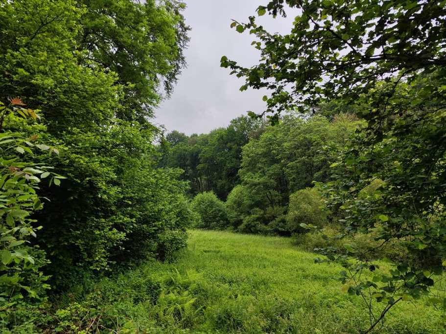 Renaturierung unseres Waldes